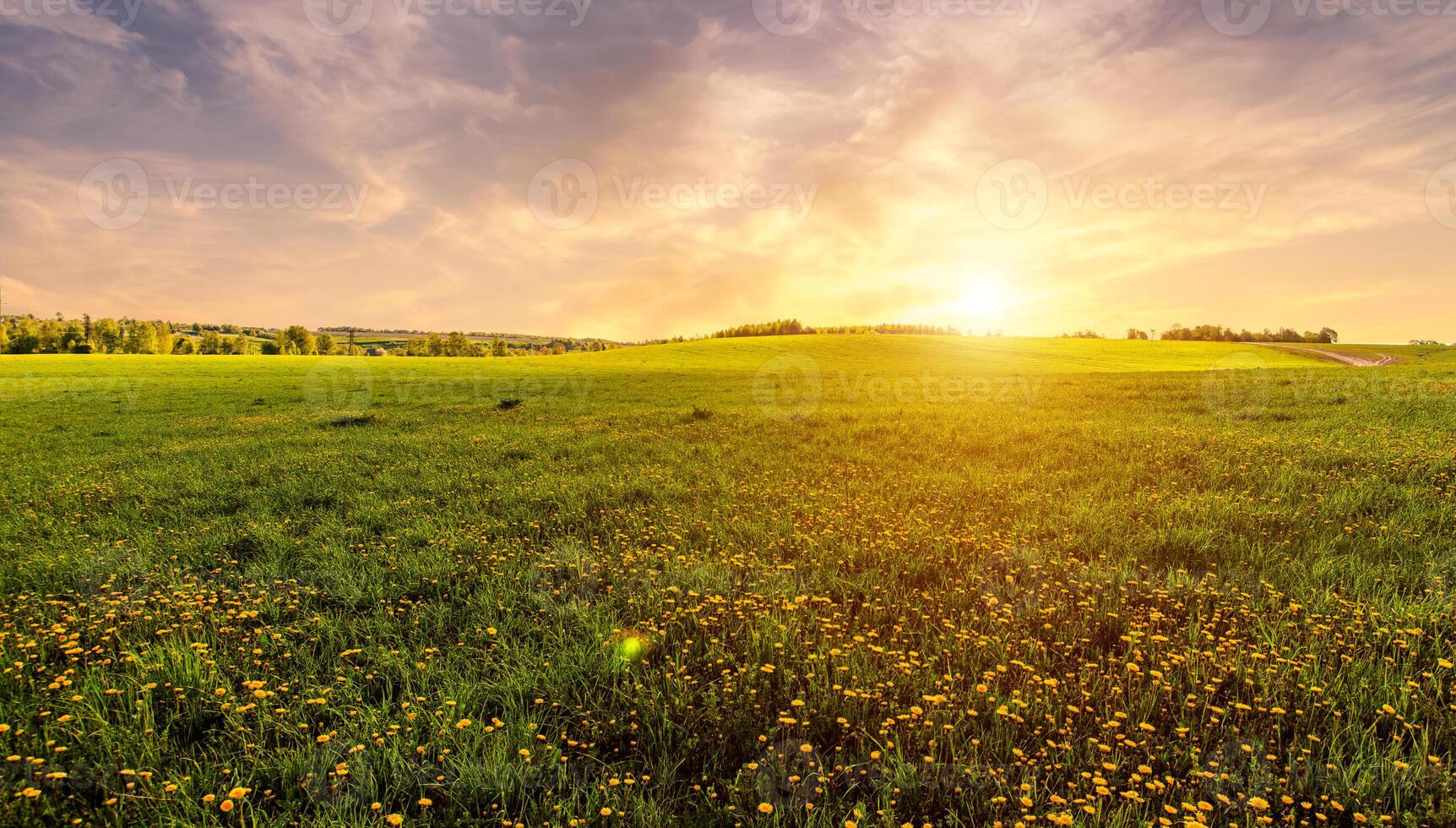 A rural landscape at sunset, warm summer field with many yellow dandelion flowers for nature desktop background. Calm pastoral scenery for inspirational banner. photo