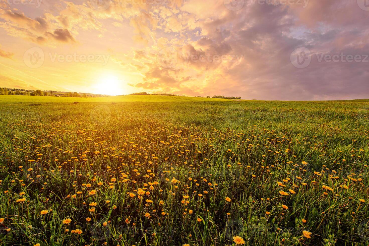 Vivid rural landscape at sunset, warm summer field with many yellow dandelion flowers for nature desktop background. Pastoral scenery for inspirational banner. photo