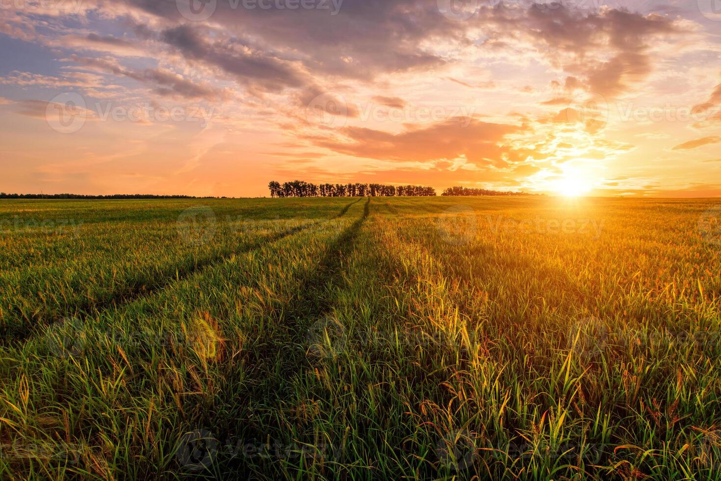 Golden hour over grain field for pastoral serenity. Sunlight illuminating wheat or rye field with harvest bounty. Agribusiness farming land for bread production, tranquil scene. photo