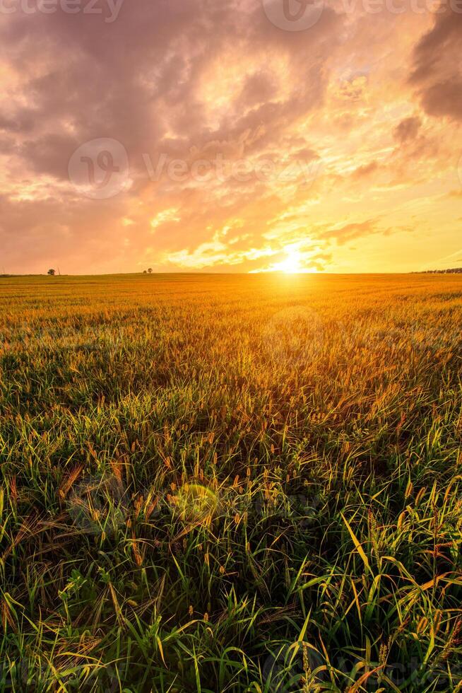 Golden hour over grain field for pastoral serenity. Sunlight illuminating wheat field with harvest bounty. Agribusiness farming land for bread production, tranquil scene. photo