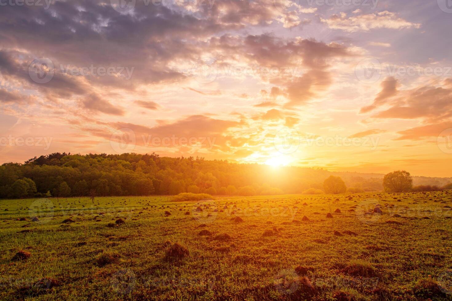 Peaceful meadow landscape with golden sunset creates serene mood. Idyllic rural scene for posters, calendars, nature themes and backgrounds. photo
