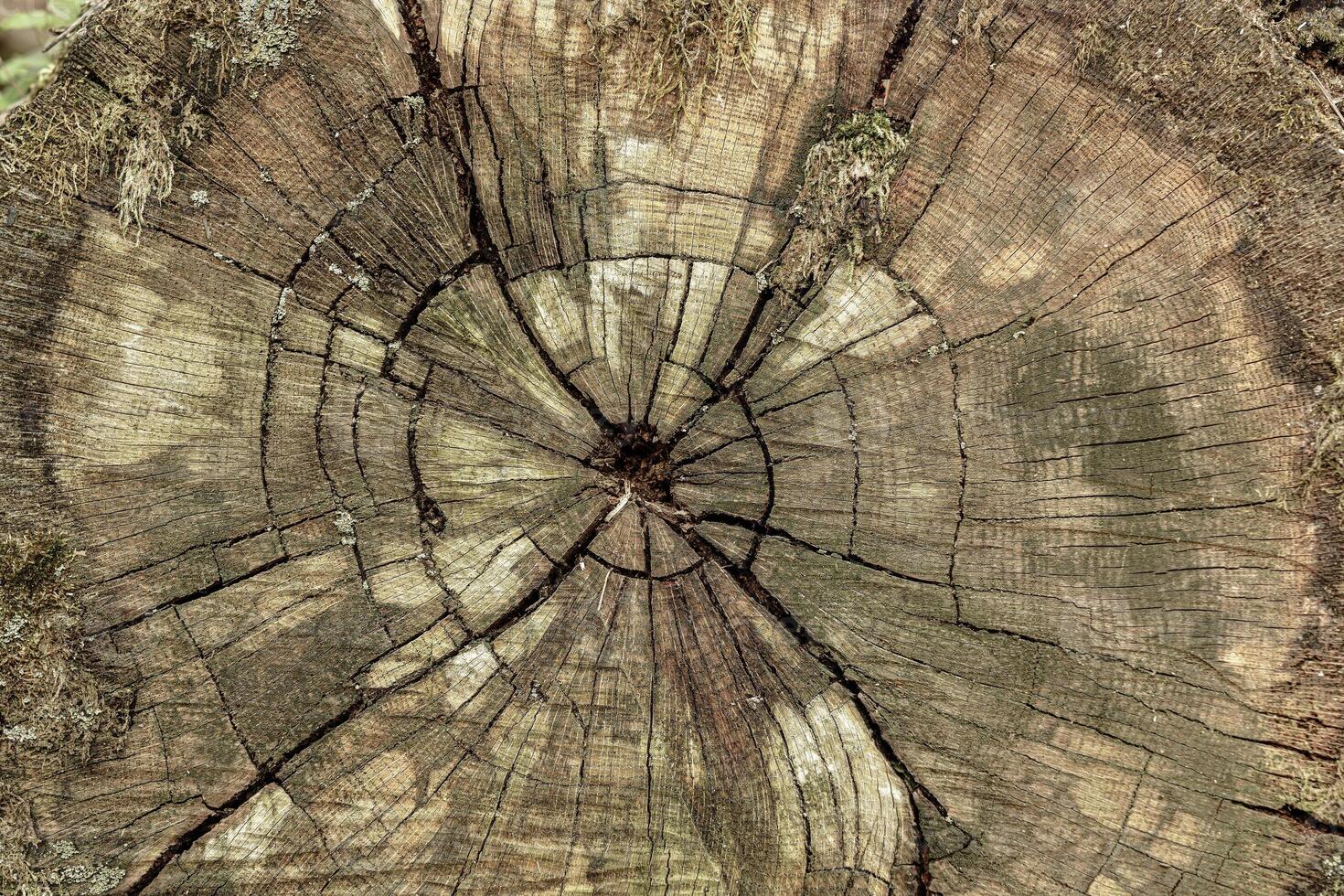 Textured detail of a tree stump with growth ring pattern and cracks revealing the passage of time and nature concept photo