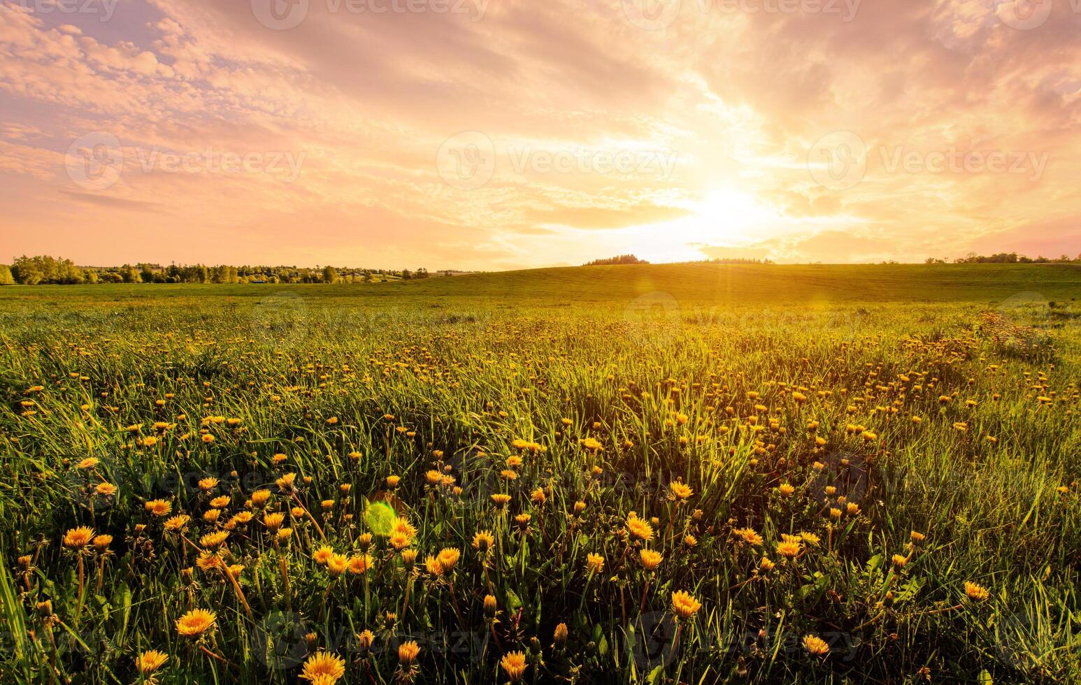 Bright vivid rural landscape at sunset, warm summer field with yellow dandelion flowers for nature desktop background. Calm pastoral scenery for inspirational banner. photo