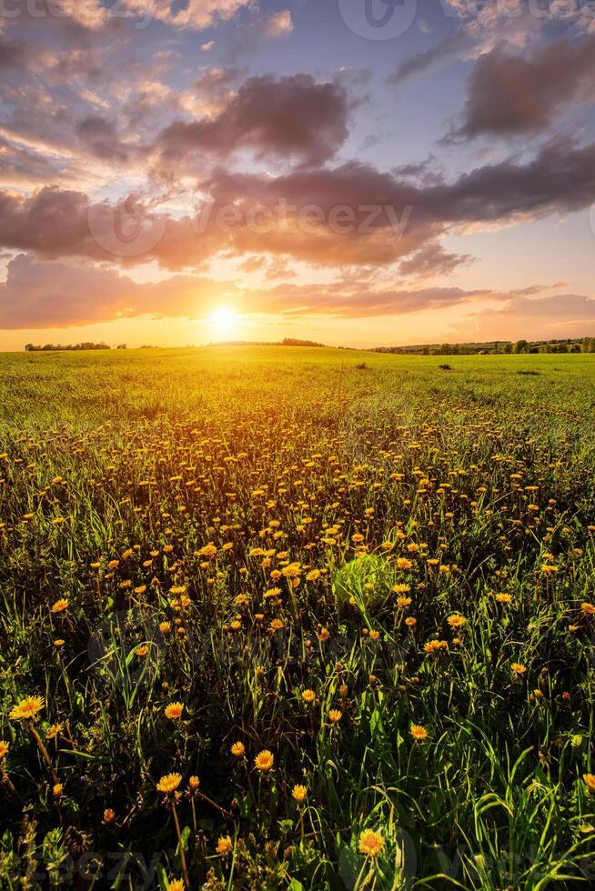 Bright vivid rural landscape at sunset or sunrise, warm summer field with many yellow dandelion flowers for nature desktop background. Calm pastoral scenery for inspirational banner. photo