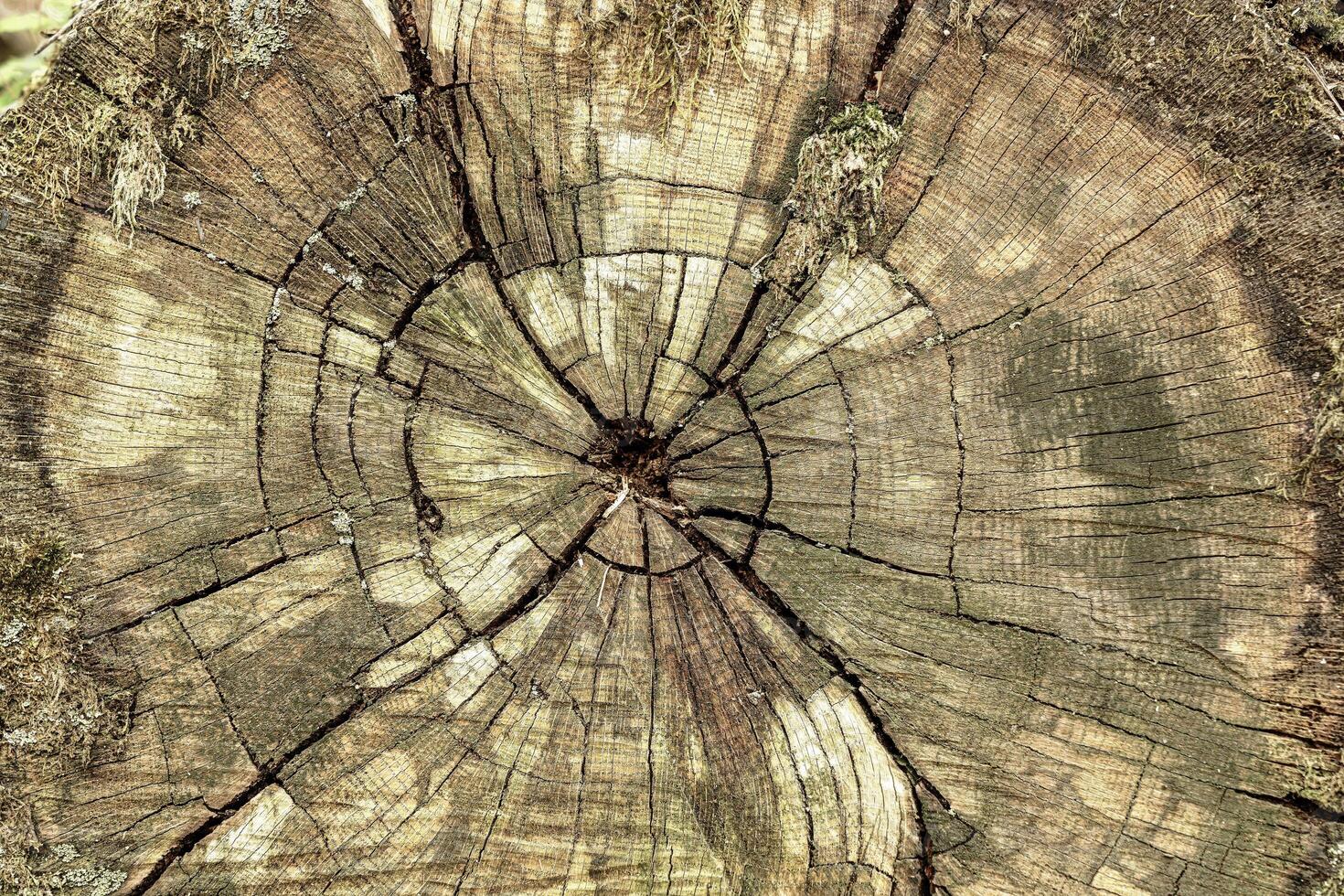 Textured detail of a tree stump with growth ring pattern and cracks revealing the passage of time and nature concepts photo