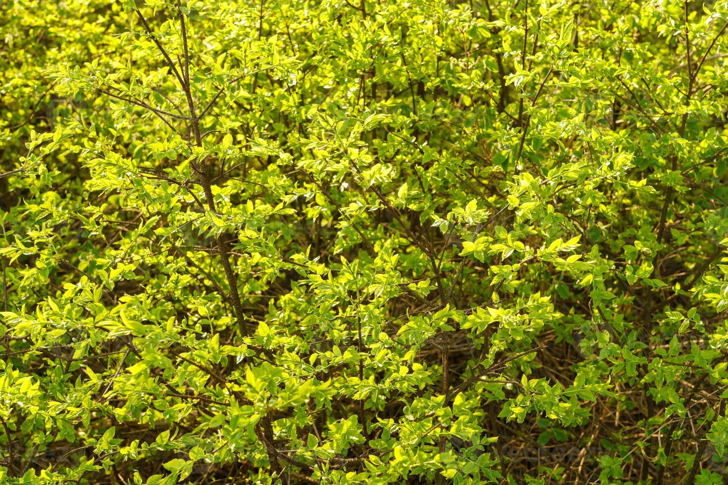 Full frame image of dense lime green shrub with young leaves in late spring or early summer, illuminated by sunlight, for nature and garden design themes. photo
