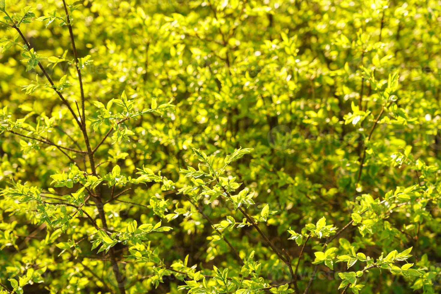 Dense lime green shrub with young leaves in late spring or early summer, illuminated by sunlight, for nature and garden design themes. photo