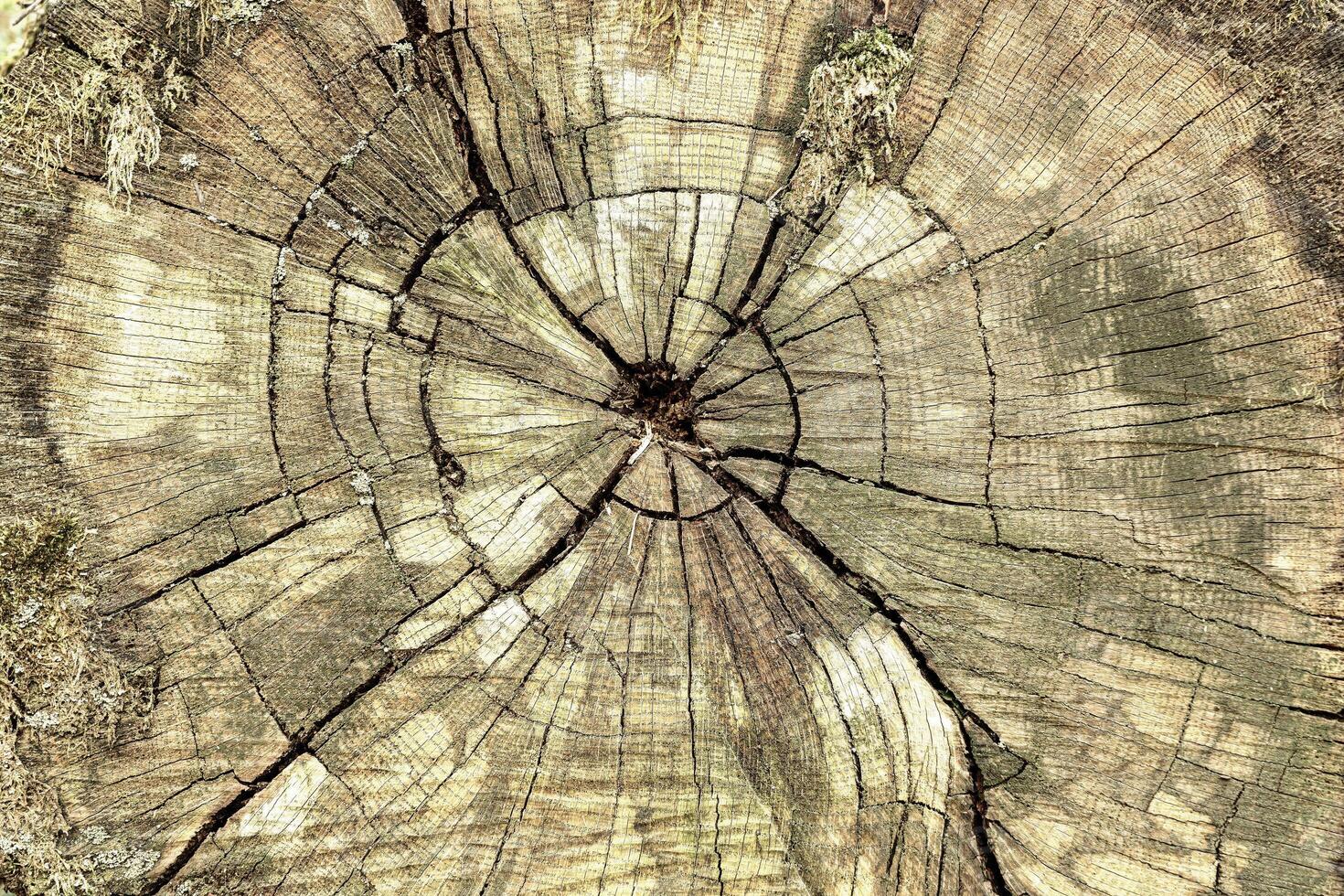 Close up textured detail of a tree stump with growth ring pattern and cracks revealing the passage of time and nature concept photo