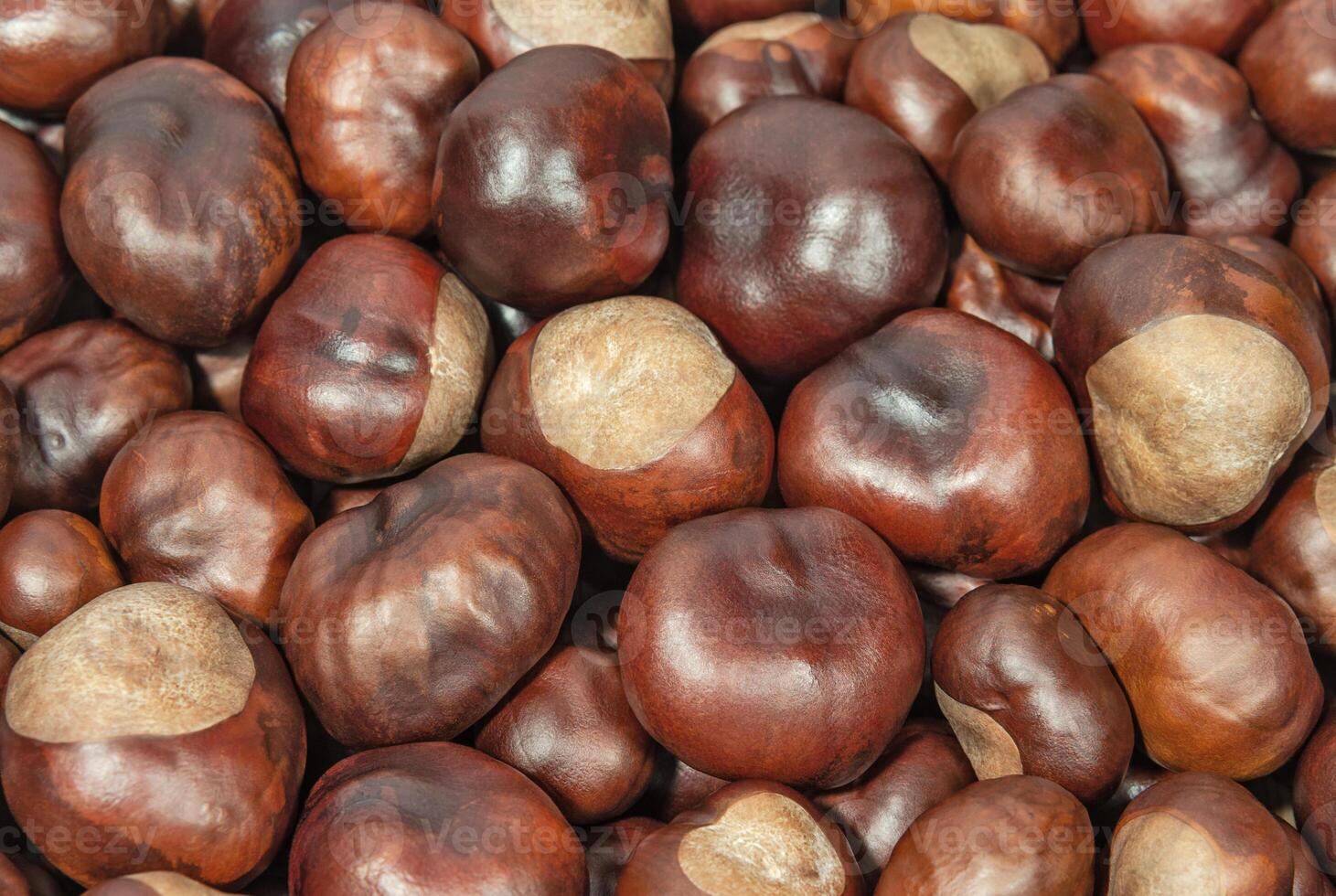 Seeds of horse chestnuts background photo