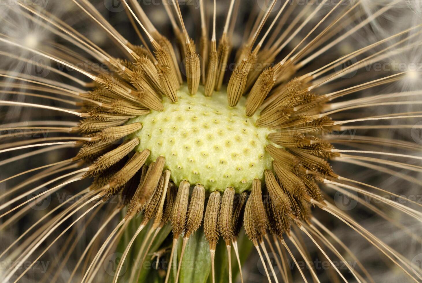 Seeds on a head of a dandelions photo