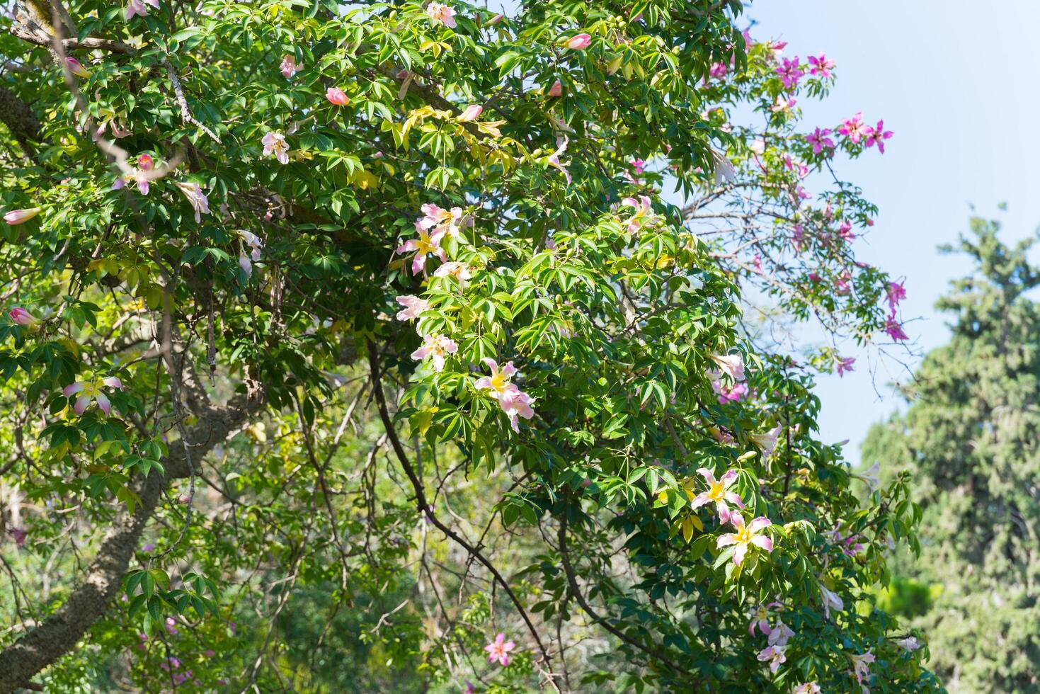 Silk floss tree, tropical tree with prickles on its trunk. Chorisia speciosa. Malta, Europe photo