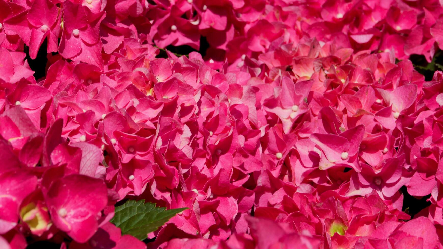 Vibrant pink hydrangeas blooming in the sunny garden bring joy and color during the warm summer afternoon photo