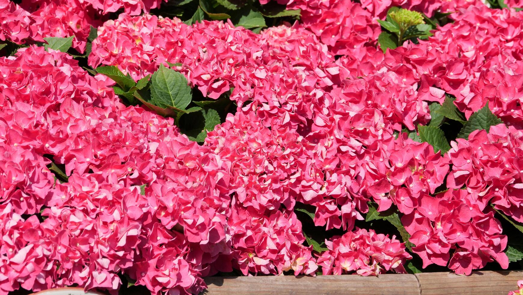 Vibrant pink hydrangeas bloom in a sunny garden, creating a stunning natural display of color and life in early spring photo