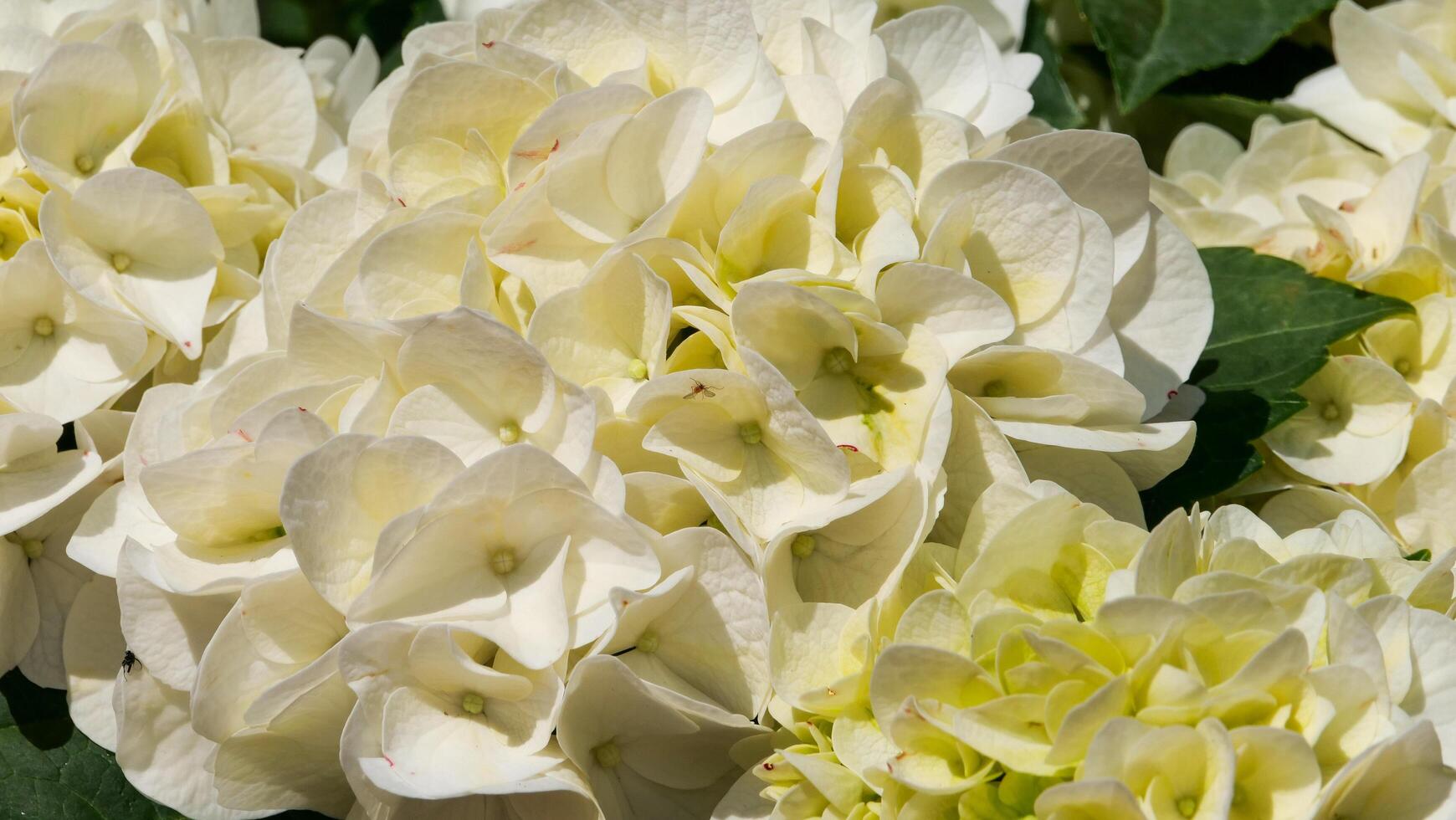 Hydrangea blooms radiate elegance in a sunlit garden during a warm summer afternoon photo