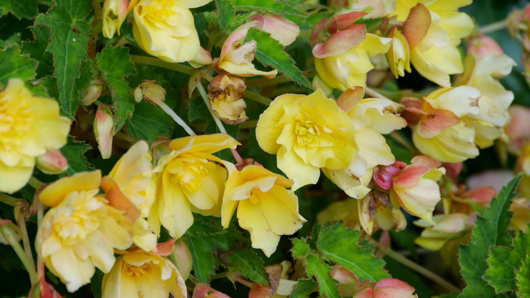 Vibrant display of yellow and pink begonia flowers blooming in a sunny garden setting during the warm spring season photo