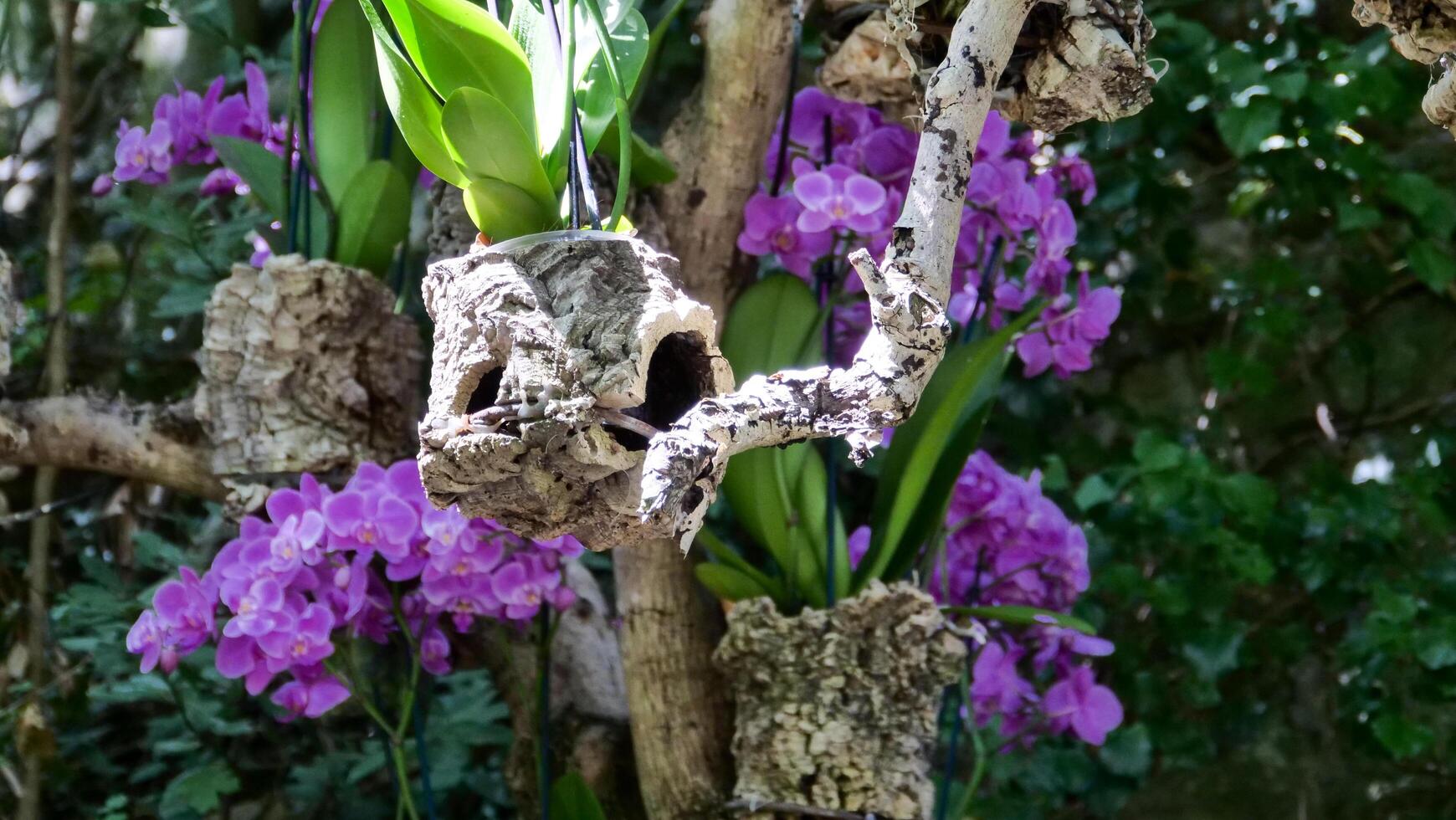 Vibrant orchids flourish among natural textures in a serene garden setting on a sunny day photo