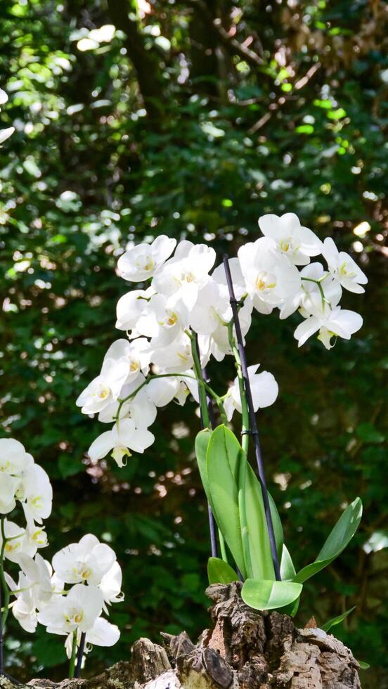 Delicate white orchids bloom gracefully amidst lush green foliage in a serene garden setting during a sunny afternoon photo