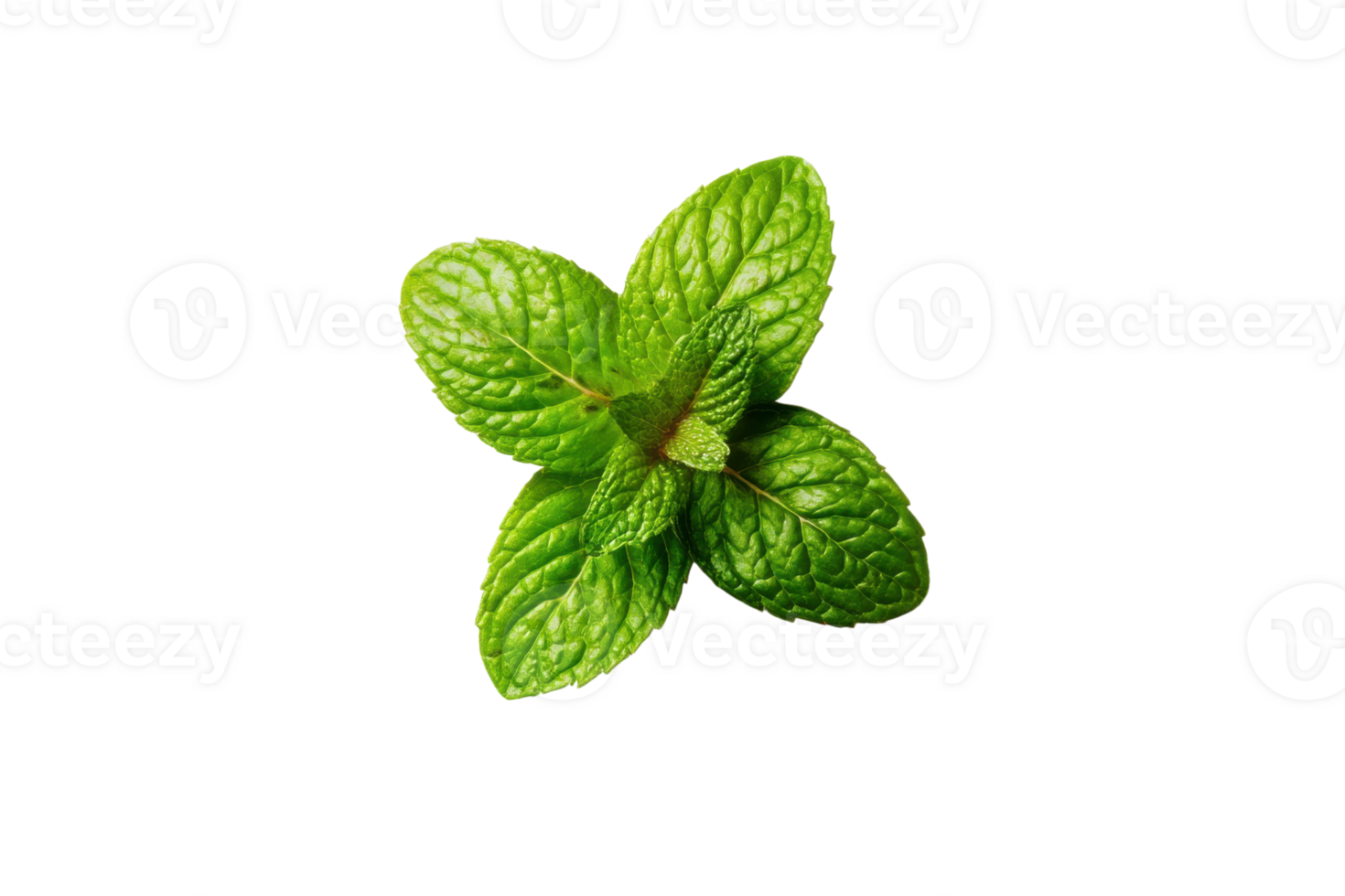 Fresh green mint leaves on a transparent background , aromatic herb for culinary and medicinal use Concept of healthy eating, aromatherapy, and natural remedies png