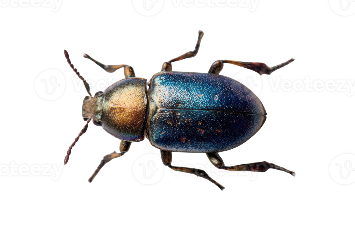 Iridescent beetle with metallic sheen on a transparent background , showcasing vibrant colors and intricate details in macro photography Concept of nature, entomology, and insect diversity png