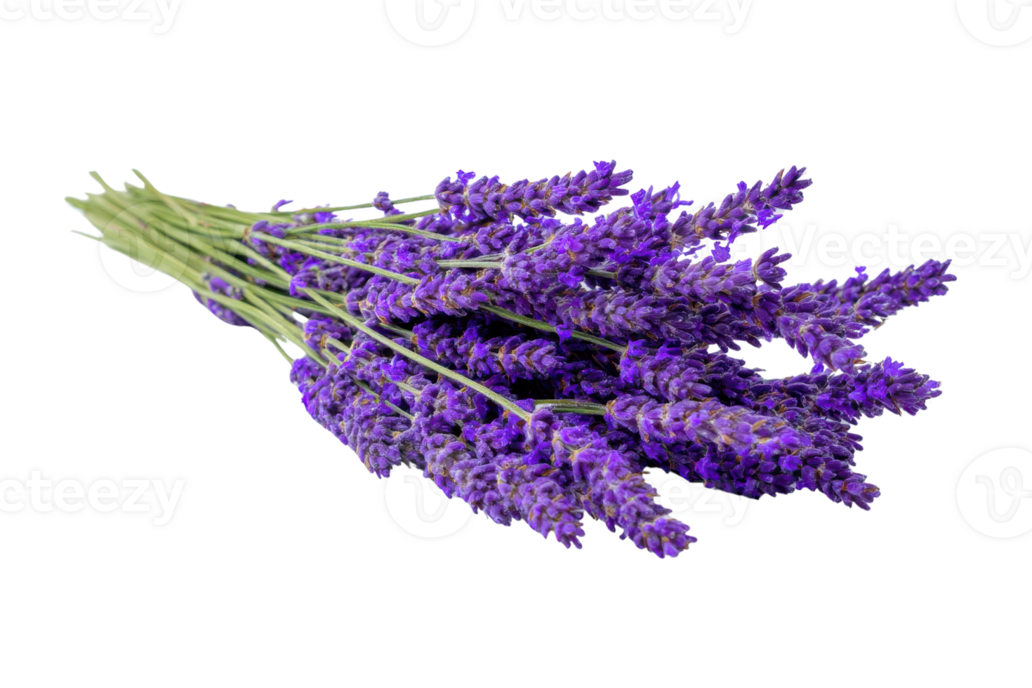 Fresh lavender bouquet with vibrant purple flowers and green stems on a transparent background , perfect for aromatherapy and relaxation concepts png