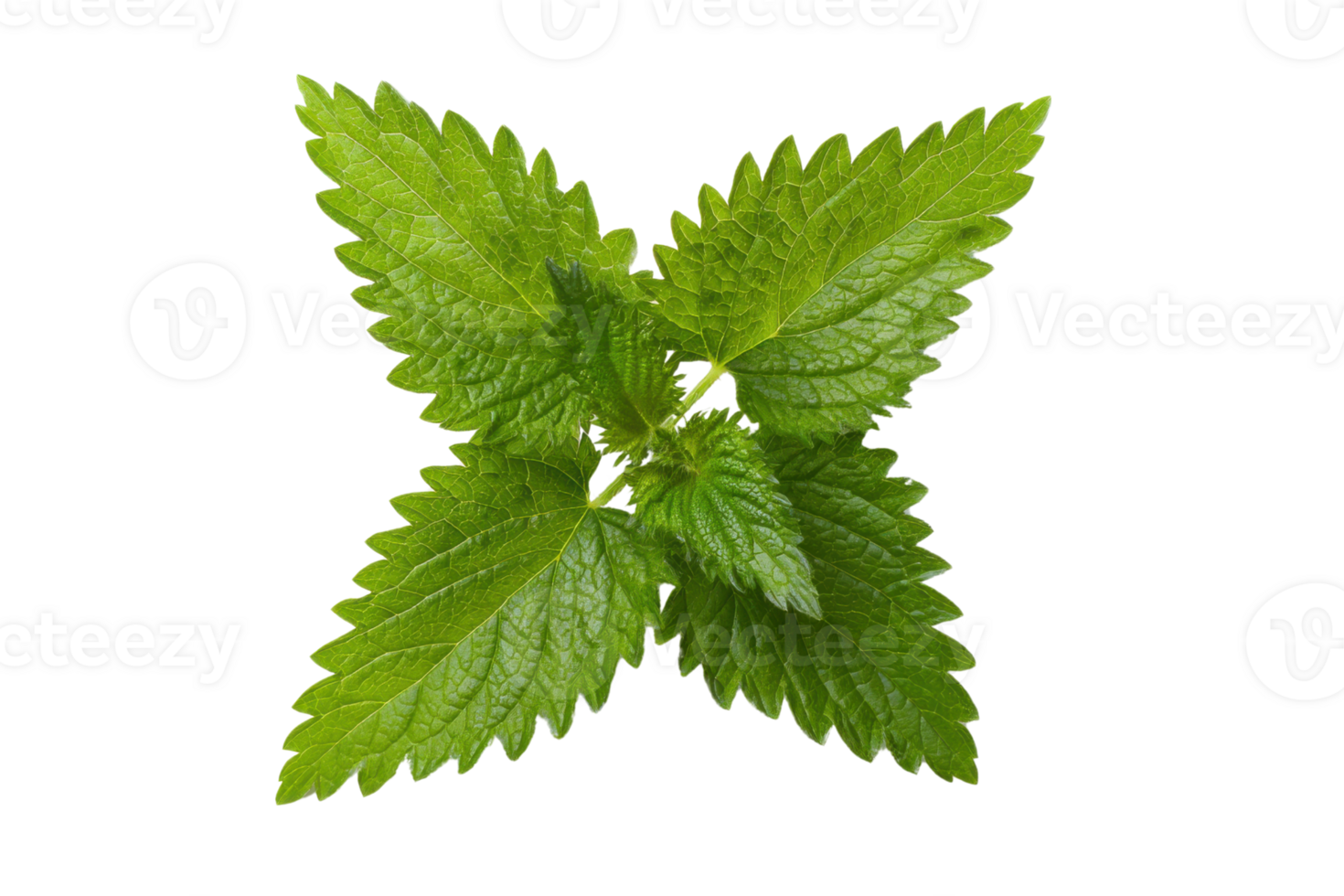 Fresh green lemon balm leaves on a transparent background , showcasing vibrant color and intricate leaf texture for herbal medicine and culinary use png