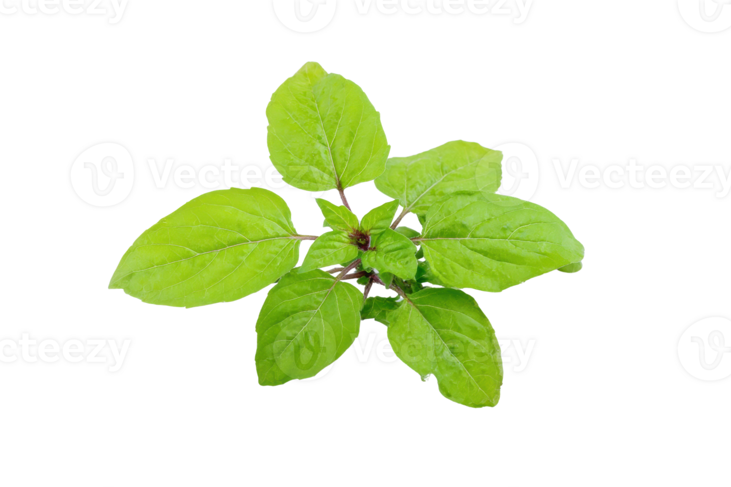 Fresh green basil leaves on a transparent background , showcasing vibrant color and texture for culinary and herbal design concepts png