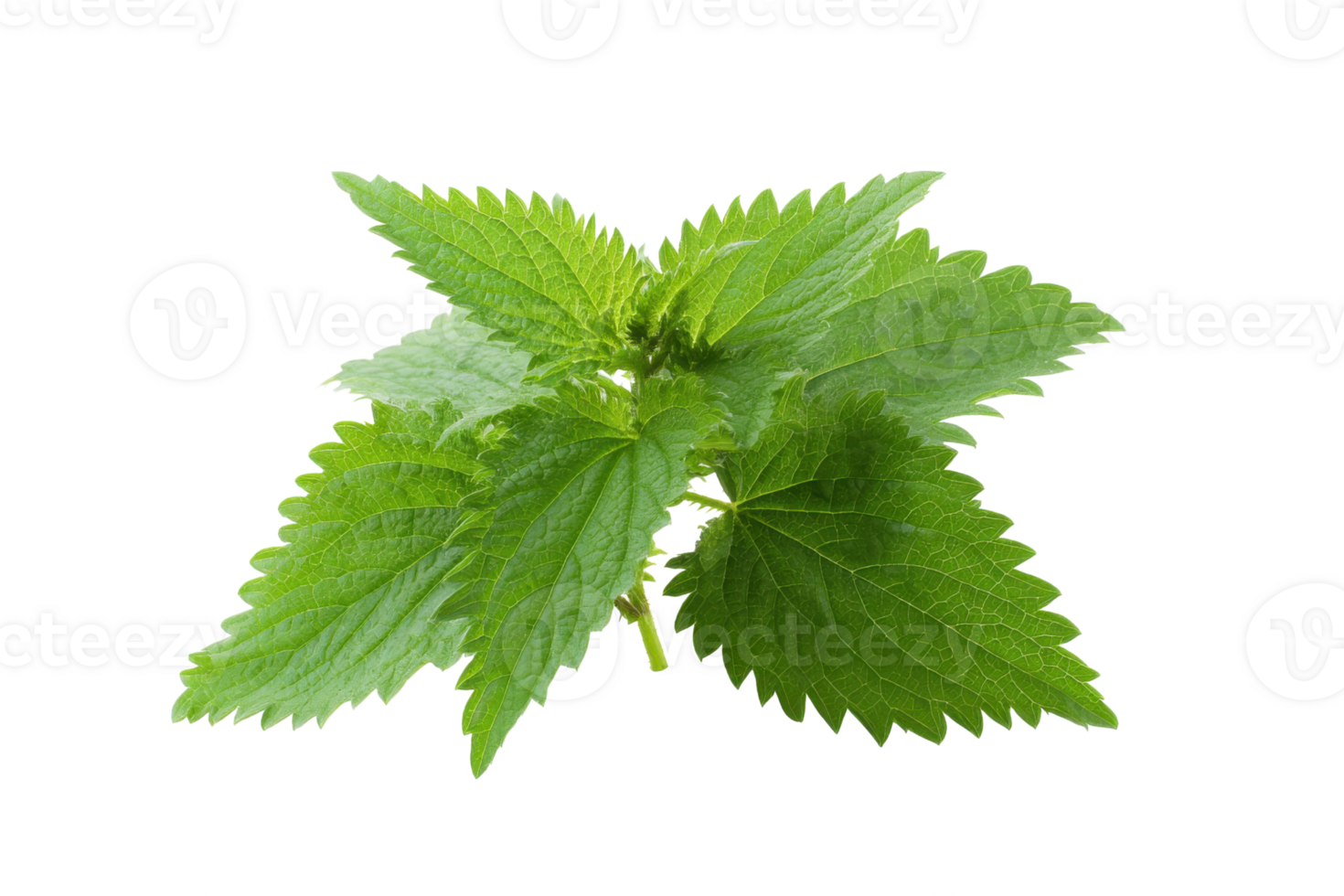 Fresh green stinging nettle leaves on a transparent background , showcasing natural herbal remedy and healthy eating concept png