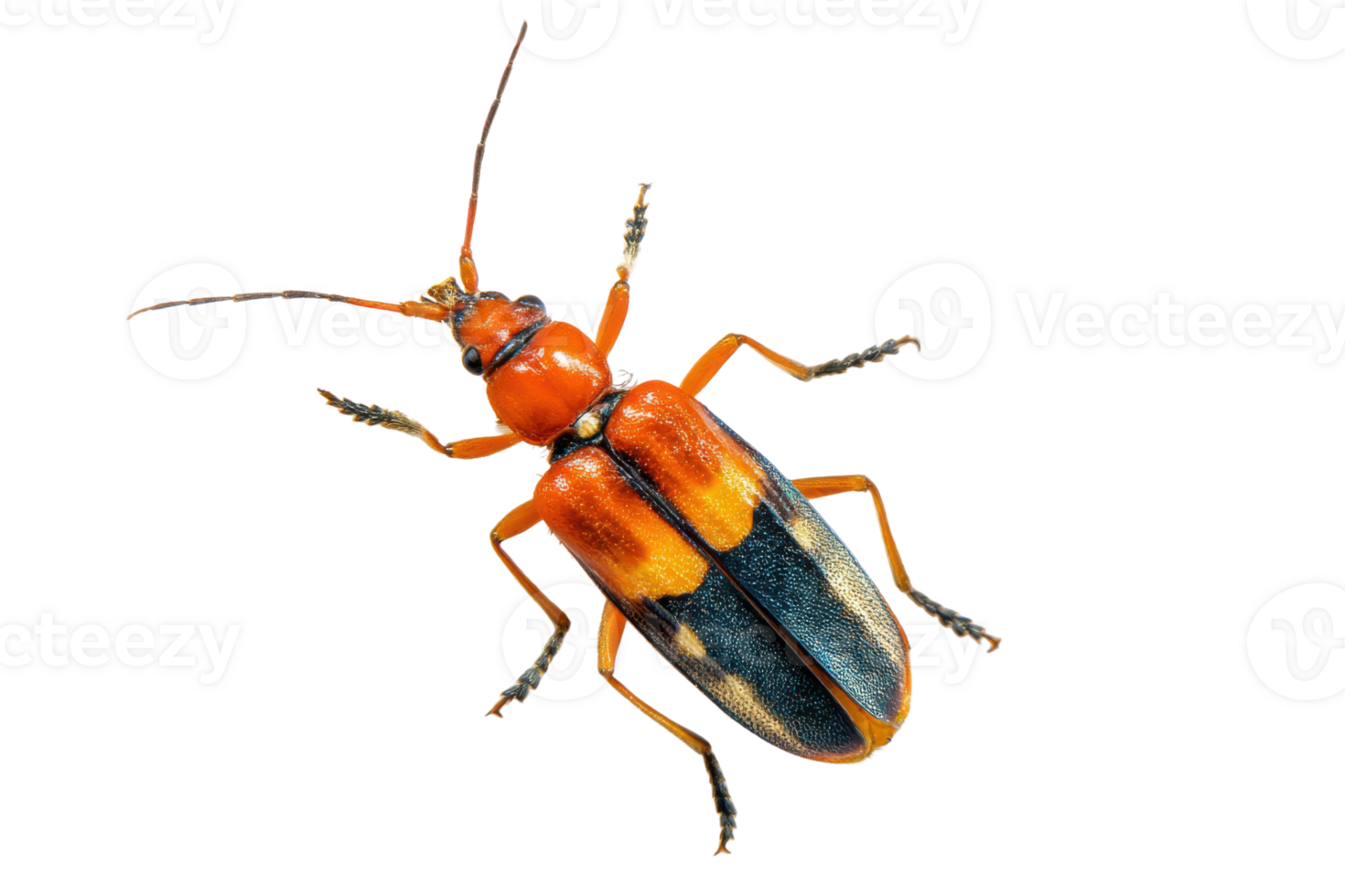 Vivid closeup of a Red Milkweed Beetle on a transparent background , showcasing its striking orange and black coloration, ideal for entomology and nature studies png