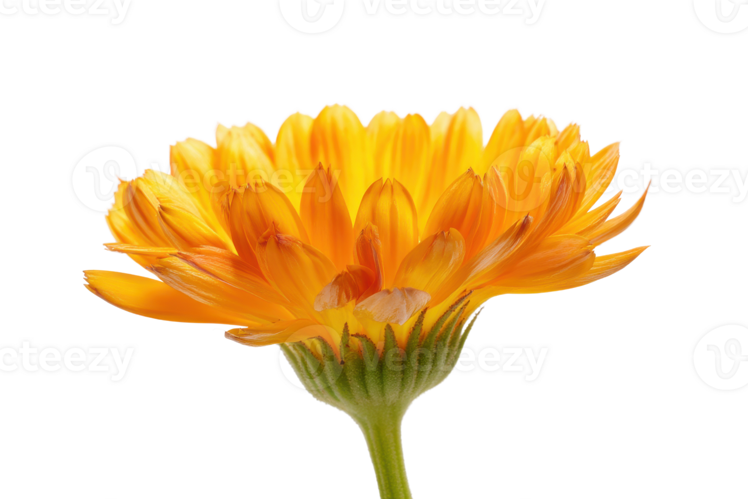Vibrant calendula flower with bright orange petals on a transparent background , showcasing natural beauty and botanical detail png