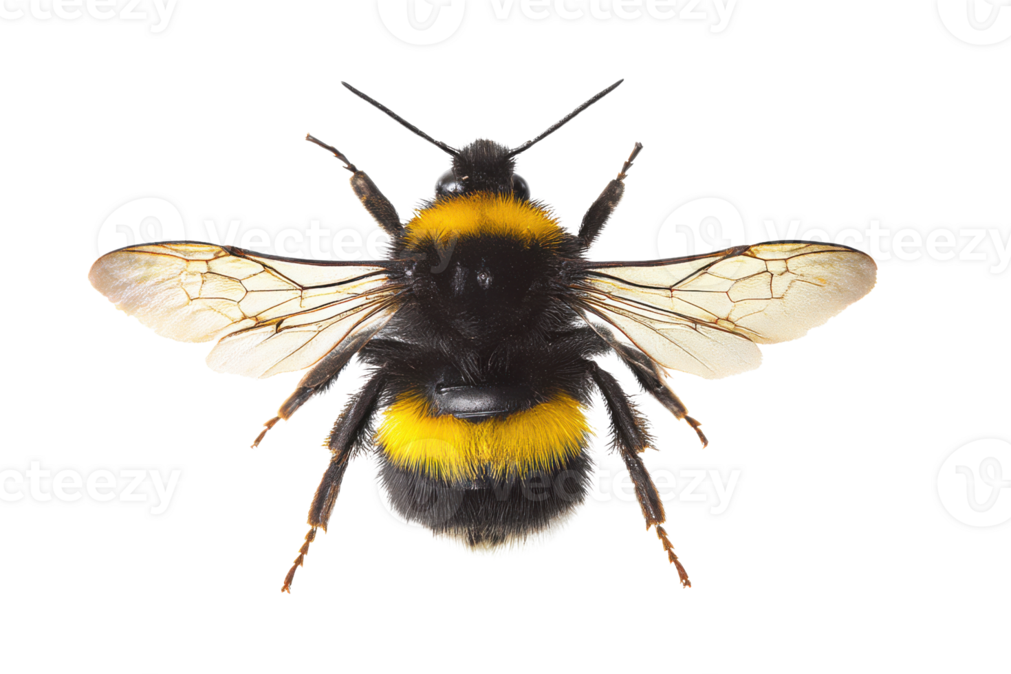 Detailed macro shot of a fuzzy bumblebee on a transparent background , showcasing its intricate wings and vibrant yellow stripes Concept of pollination, nature, and insect biodiversity png