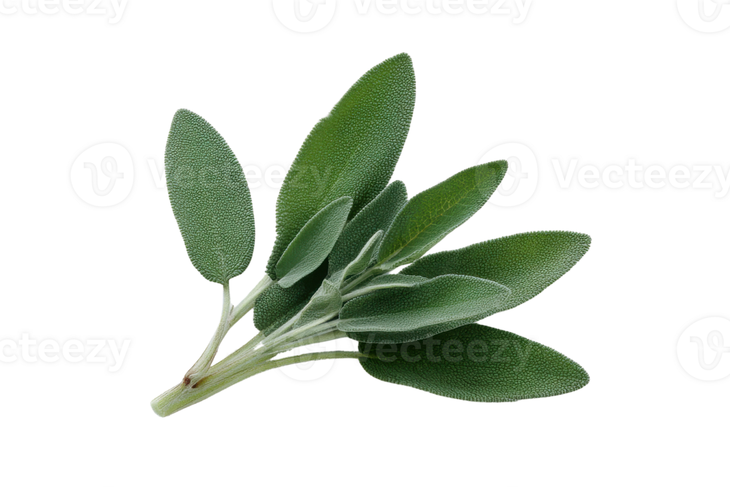 Fresh green sage leaves on a transparent background , aromatic herb used in cooking and traditional medicine Concept of culinary herbs, healthy eating, and natural remedies png