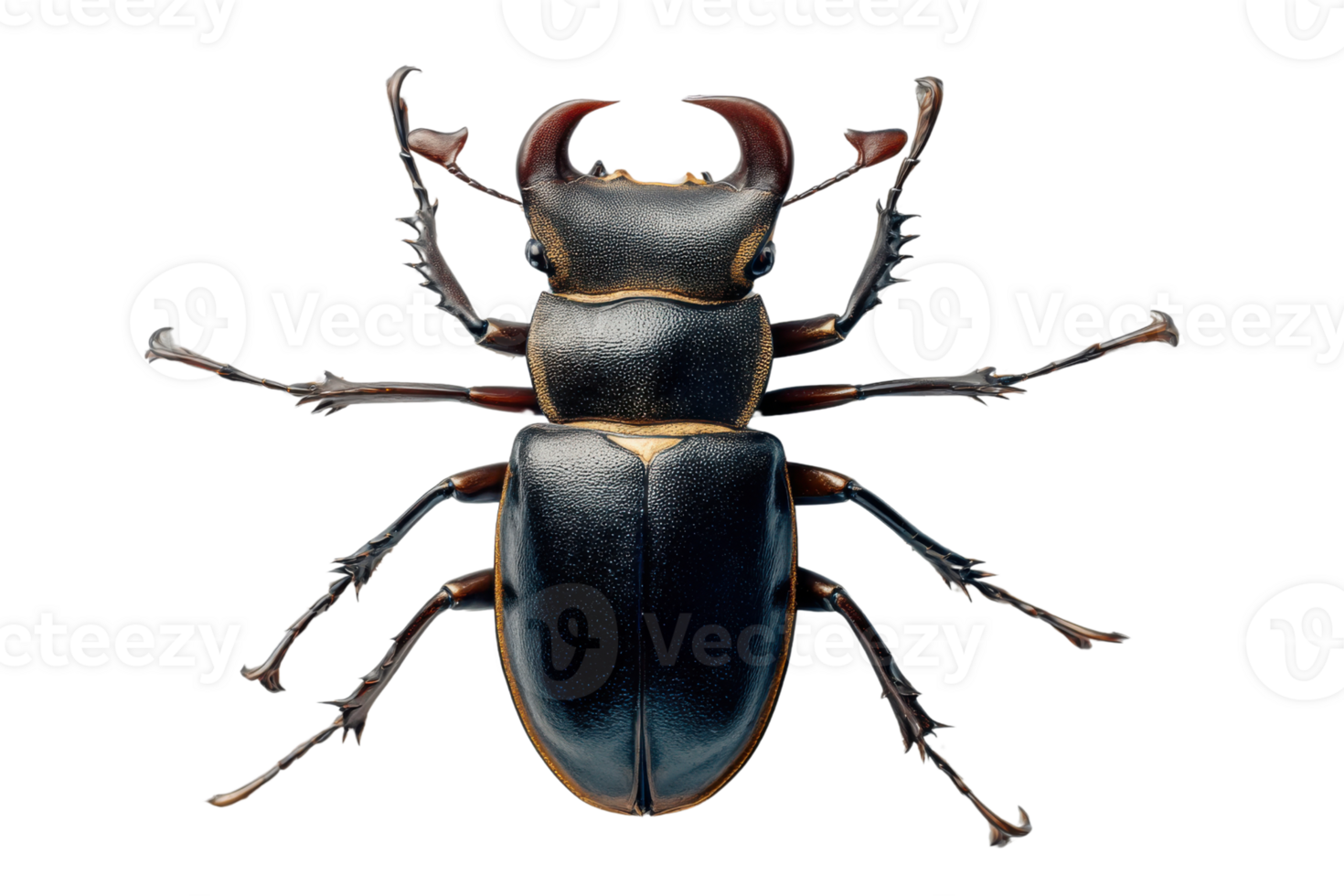 Detailed macro shot of a Stag Beetle on a transparent background , showcasing its impressive mandibles and exoskeleton Concept of wildlife, entomology, and nature png