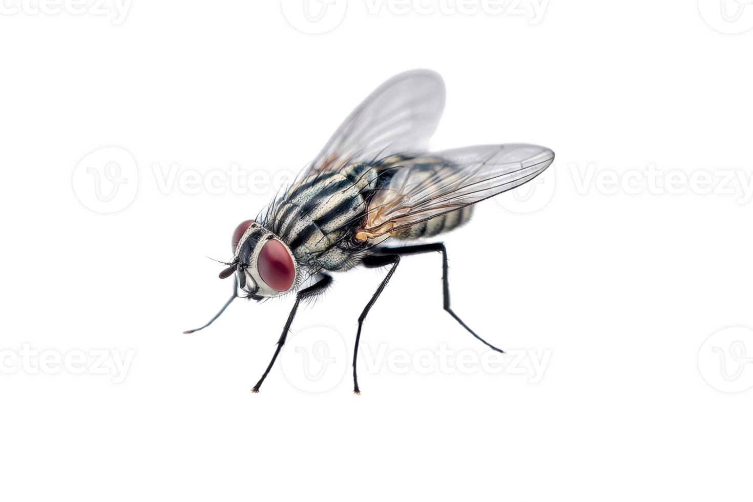 Detailed macro shot of a common housefly on a transparent background , showcasing its intricate features and translucent wings Concept of pest control, entomology, and nature png