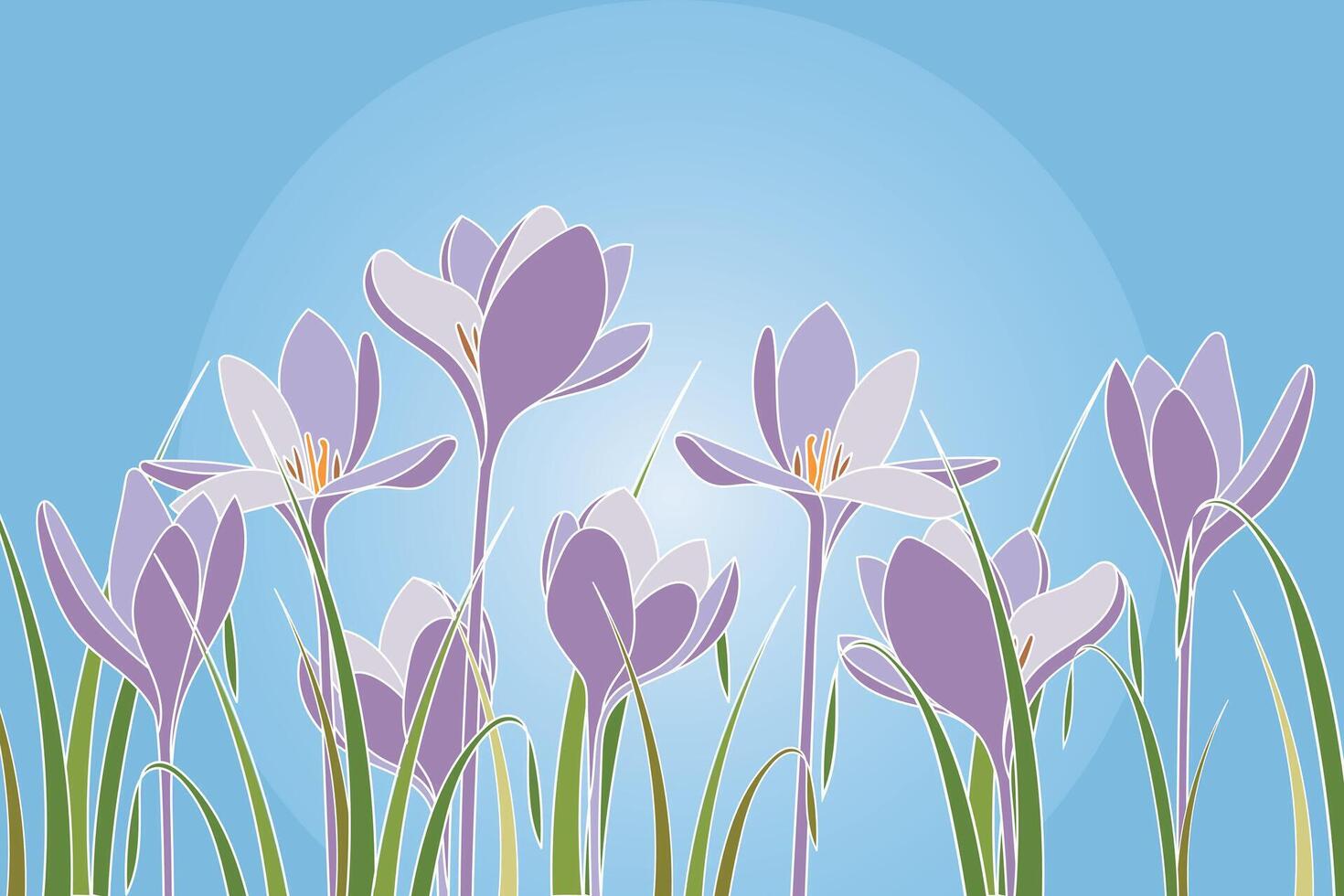 Crocus sativus flower with leaf on blue background. vector