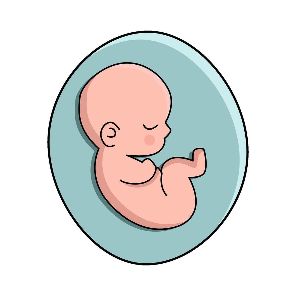 illustration of Fetus vector