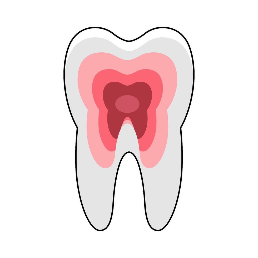 illustration of tooth structure vector