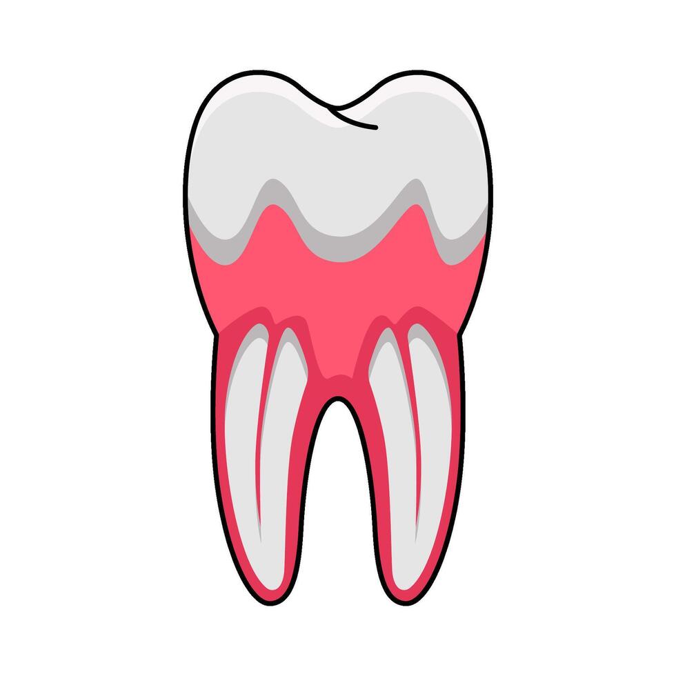 illustration of tooth anatomy vector
