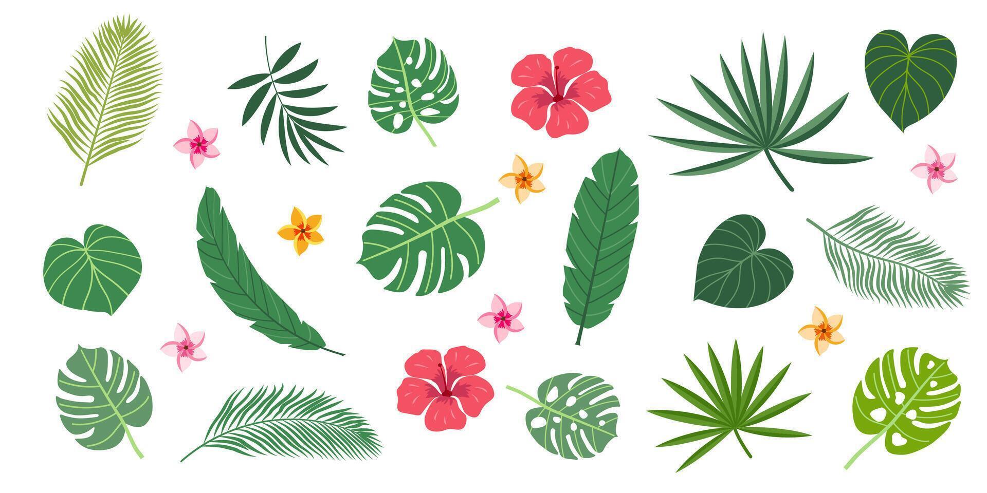 Tropical plant leaves llustration set. Modern botanical illustration of monstera, palm leaf, banana leaf hibiscus. vector