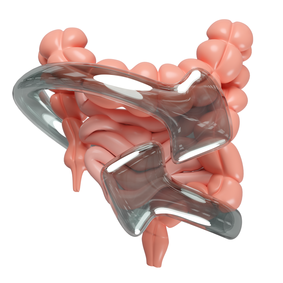 3d realistic human intestine icon with arrow transparent isolated. health check, medicare concept, , 3d illustration render png
