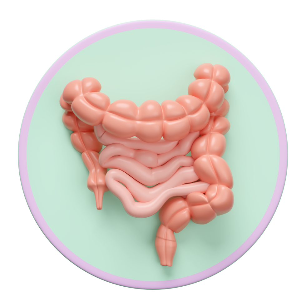 3d colon human realistic icon isolated. 3d illustration render png