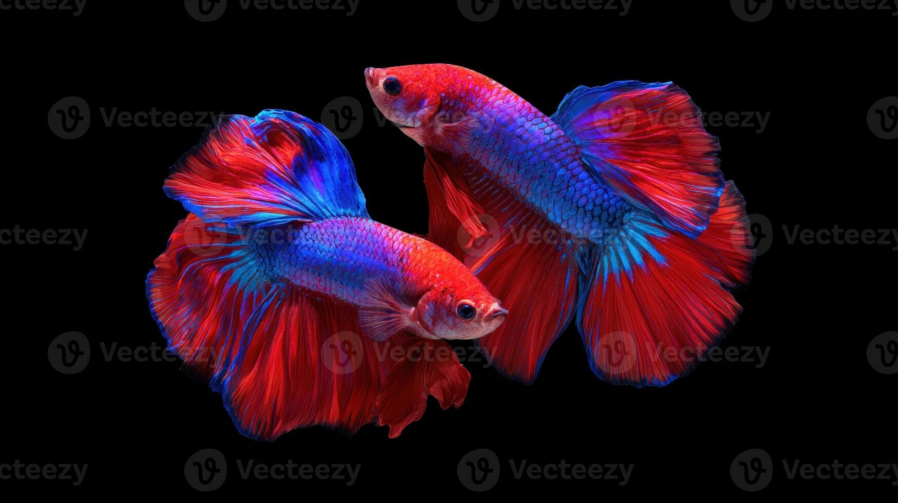 Two vibrant red and blue betta fish elegantly swim against a dark backdrop, showcasing their flowing fins and captivating aquatic dance in still life. photo