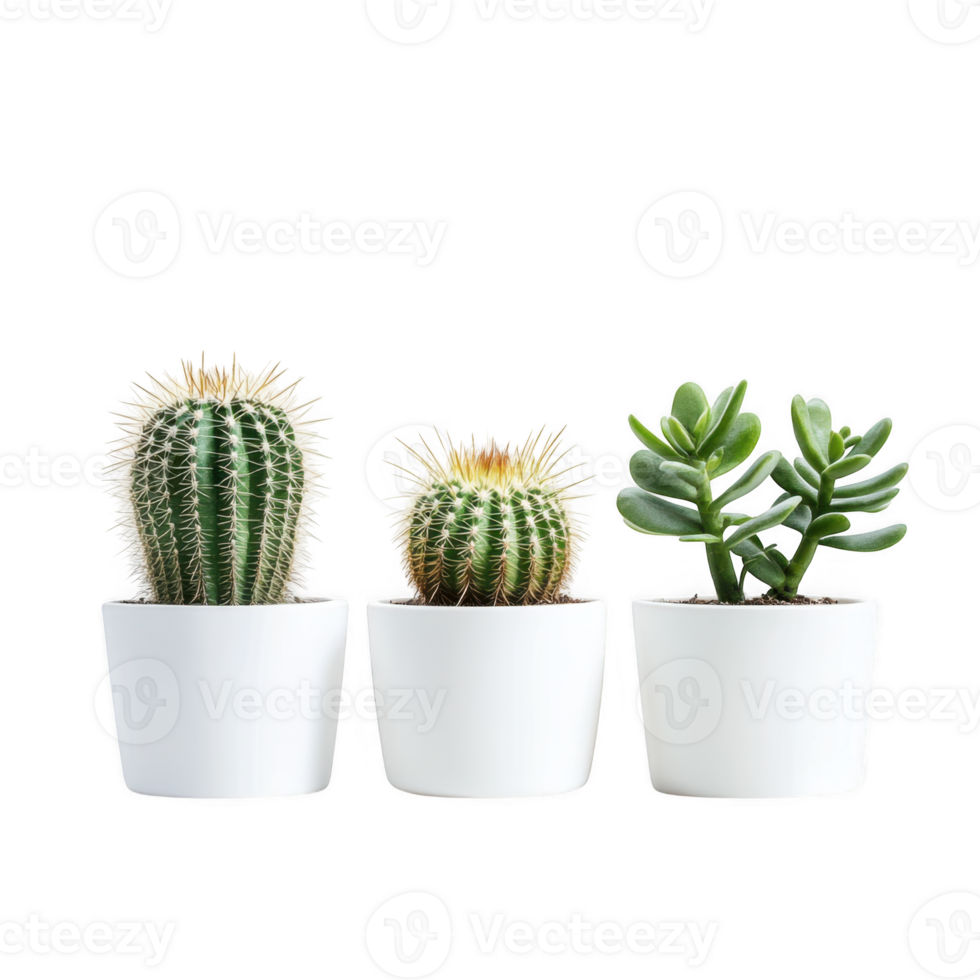 Three potted plants in white pots on transparent background png