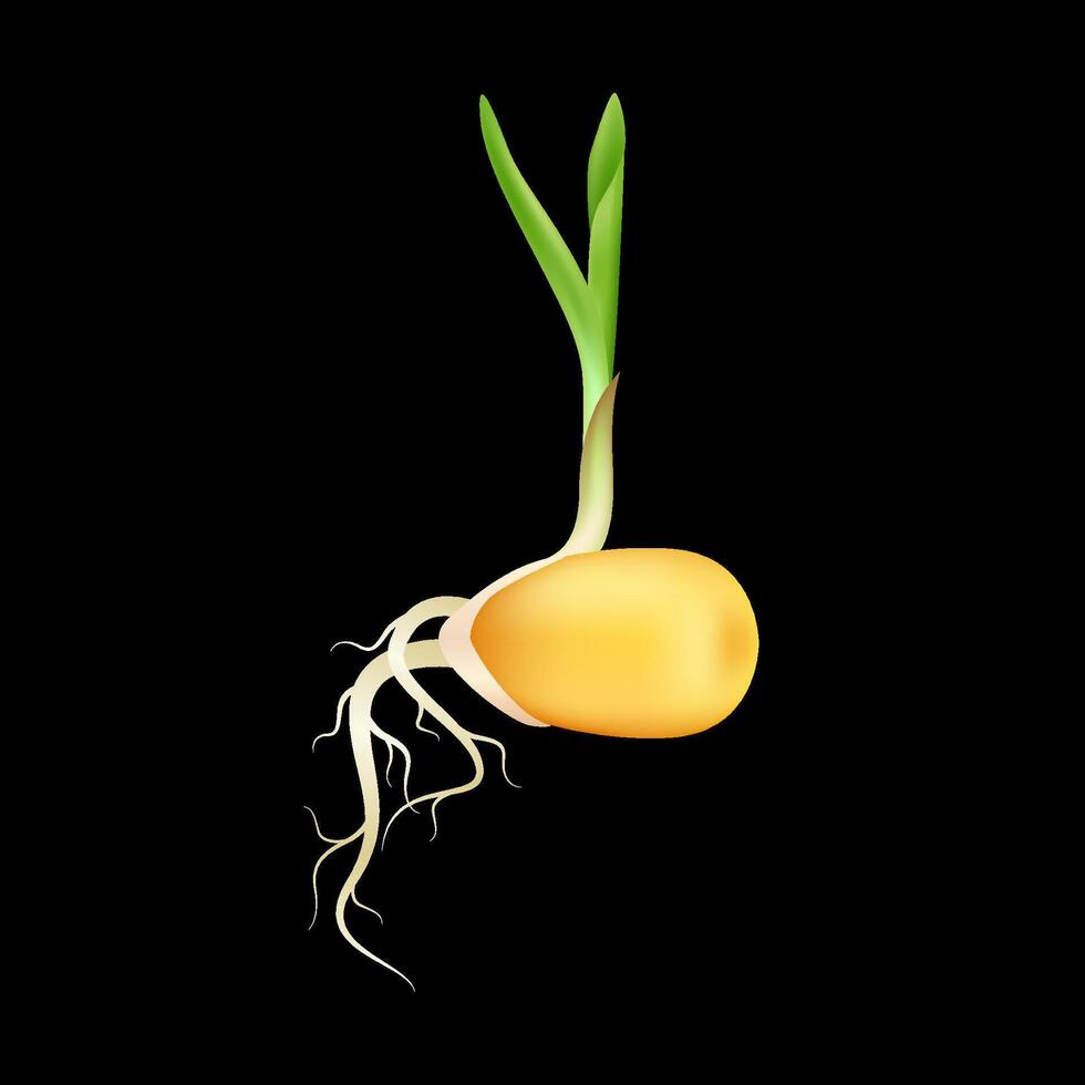 Green corn seedling emerging from seeds with roots. Maize growth popular grain crop that is used for cooking or processing as animal food. Agricultural industry. vector