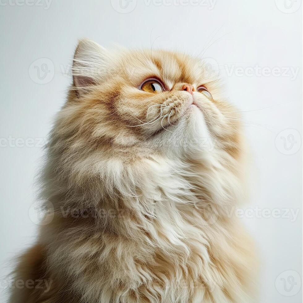 close up portrait of very fluffy ginger tabby cat looking up majestically on white background photo