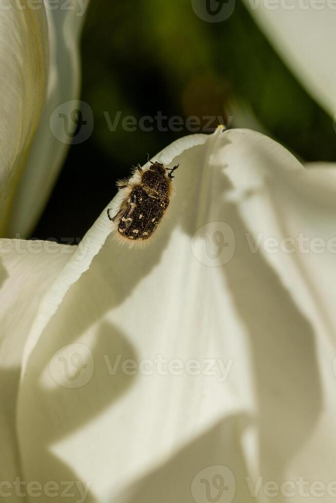 White tulips, with an insect on a petal photo