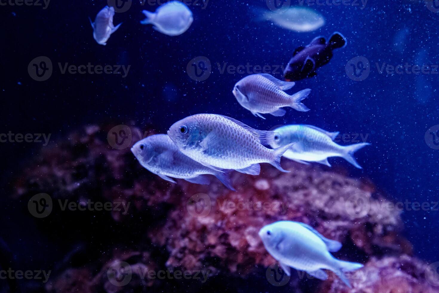 blue chromis fish macro photo
