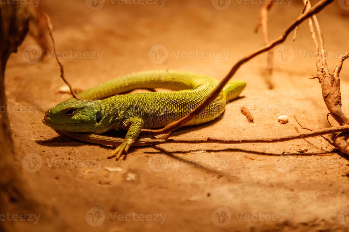 Beautiful Balkan Green Lizard - Lacerta trilineata photo