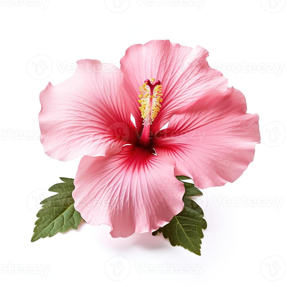 Single pink hibiscus flower in full bloom captured on plain white background. Concept image for exotic beauty, natural products and summer themes photo