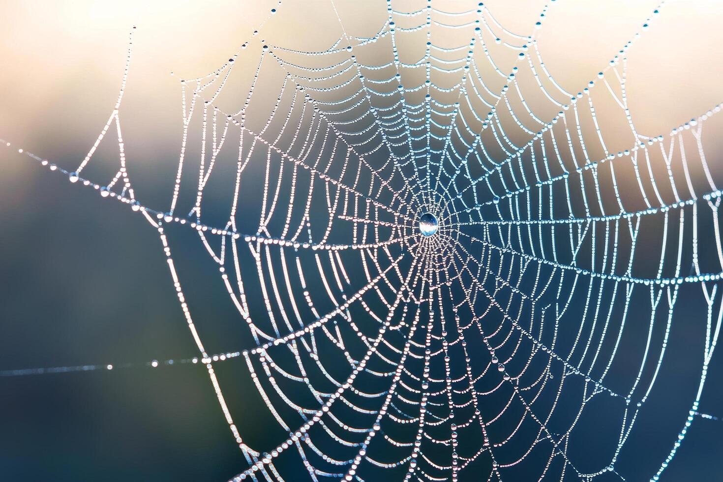 Delicate spider web adorned with glistening dew drops. photo