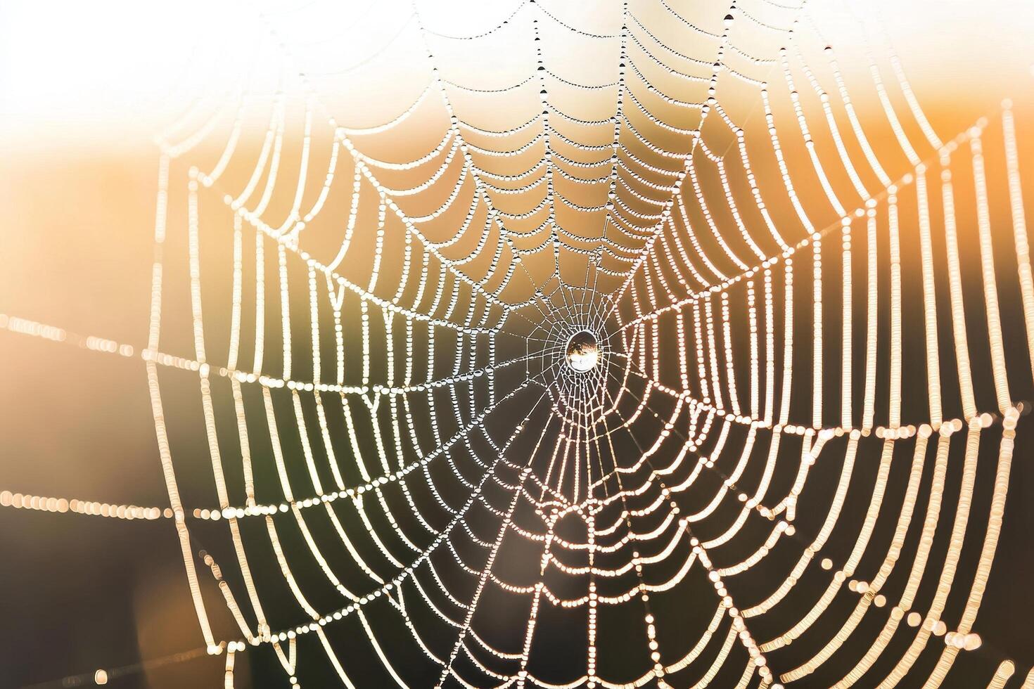 Delicate spider web glistening with morning dew droplets. photo
